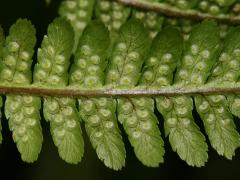 fertile leaf, undersite, detail